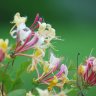 Honeysuckle