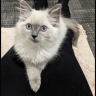 Meogielau