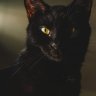 Lost Cat