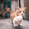 Phô mai trứng muối