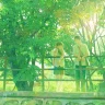 Quả Cam Vị Quýt
