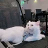 BÁN CHẤT XÁM