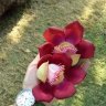 phương mộc
