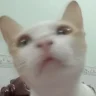 Mèowmeo29