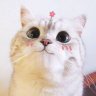 Đinh Liên
