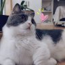 giangbuik44