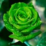 greenrose1985
