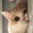 miaomiao2196