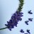 Wisteria