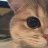 mimikitten