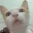 Mèowmeo29