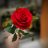 Back rose 17062003